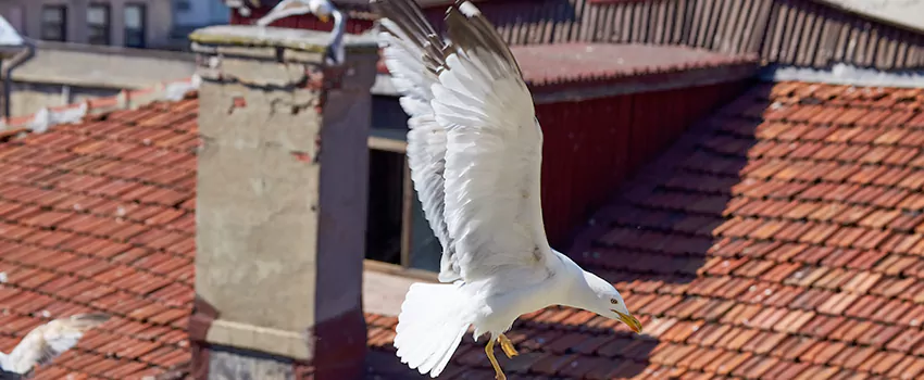 Residential Chimney Animal Removal Solution in San Ramon, CA